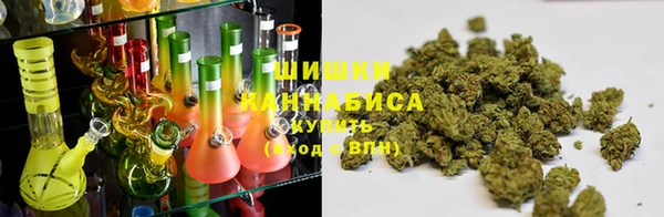 индика Новозыбков